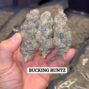 🦌🦌BUCKING RUNTZ 🦌🦌