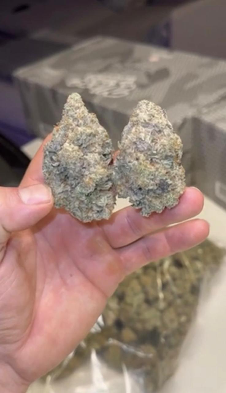 👽👽MAC 👽👽