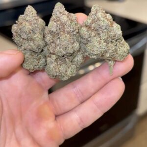 Governmint Oasis 🏝️