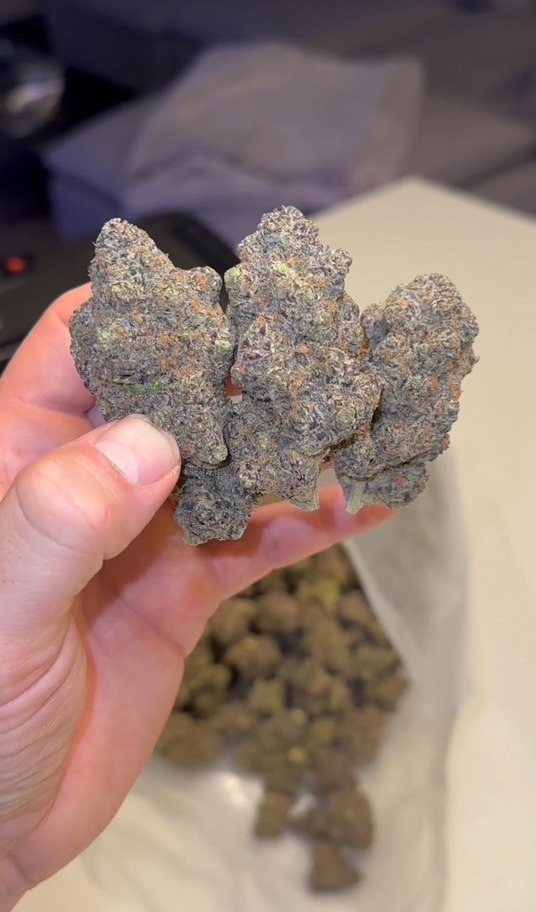 PINK WARHEADZ 🍬 (INDOOR, EXOTIC)