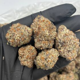 FROSTED ZERBERT INDOORS 🦓