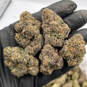 BLUE ZOAP INDOORS 🍭