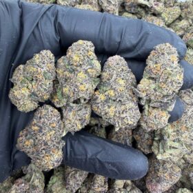 CANDY PEAKZ INDOORS 🍭