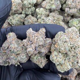 BLUE CANDY INDOORS 🫐