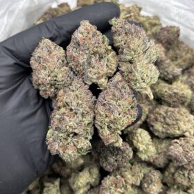 CHERRY RUNTZ MIXLIGHTS