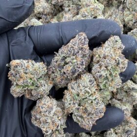 PURPLE STARBURST INDOORS 😈