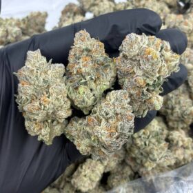 AFGHANI GLUE INDOORS