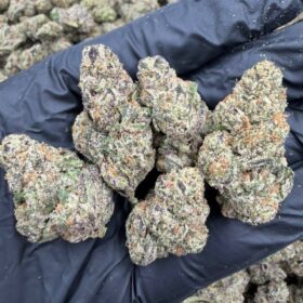 ASTRO CANDY INDOORS 👽🍭