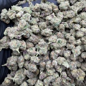 BLUE ZUSHI INDOOR SM 🫐🍭