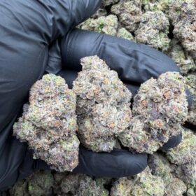 PERMANENT GUMBO 🔥🍭