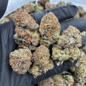 PURPLE PLATINUM INDOORS 🔥