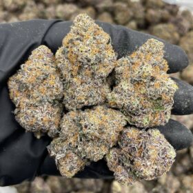GRAPE DUM DUMS INDOORS 🍇🍭