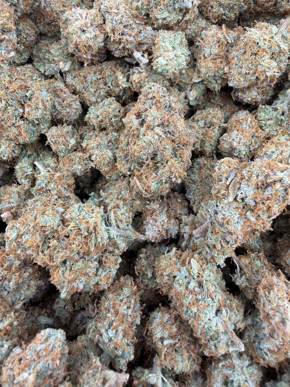 ORANGE JUICE INDOORS 🍊🧃