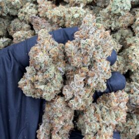 CANDY JACK INDOORS 🍊🔥