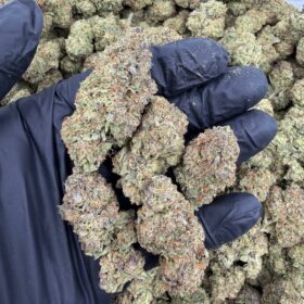 ALIEN MINTZ MIXLIGHTS 👽🔥