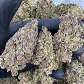 BLUEBERRY MUFFINS MIXLIGHTS 🫐🍭