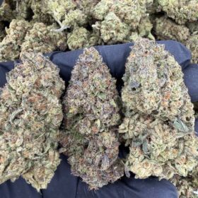 BLUE LOBSTER MIXLIGHTS 🫐🦞