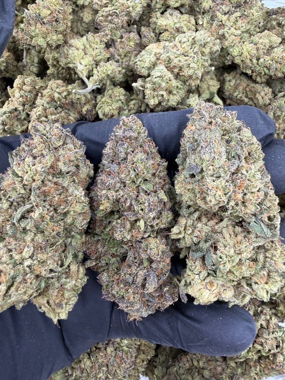 BLUE LOBSTER MIXLIGHTS 🫐🦞