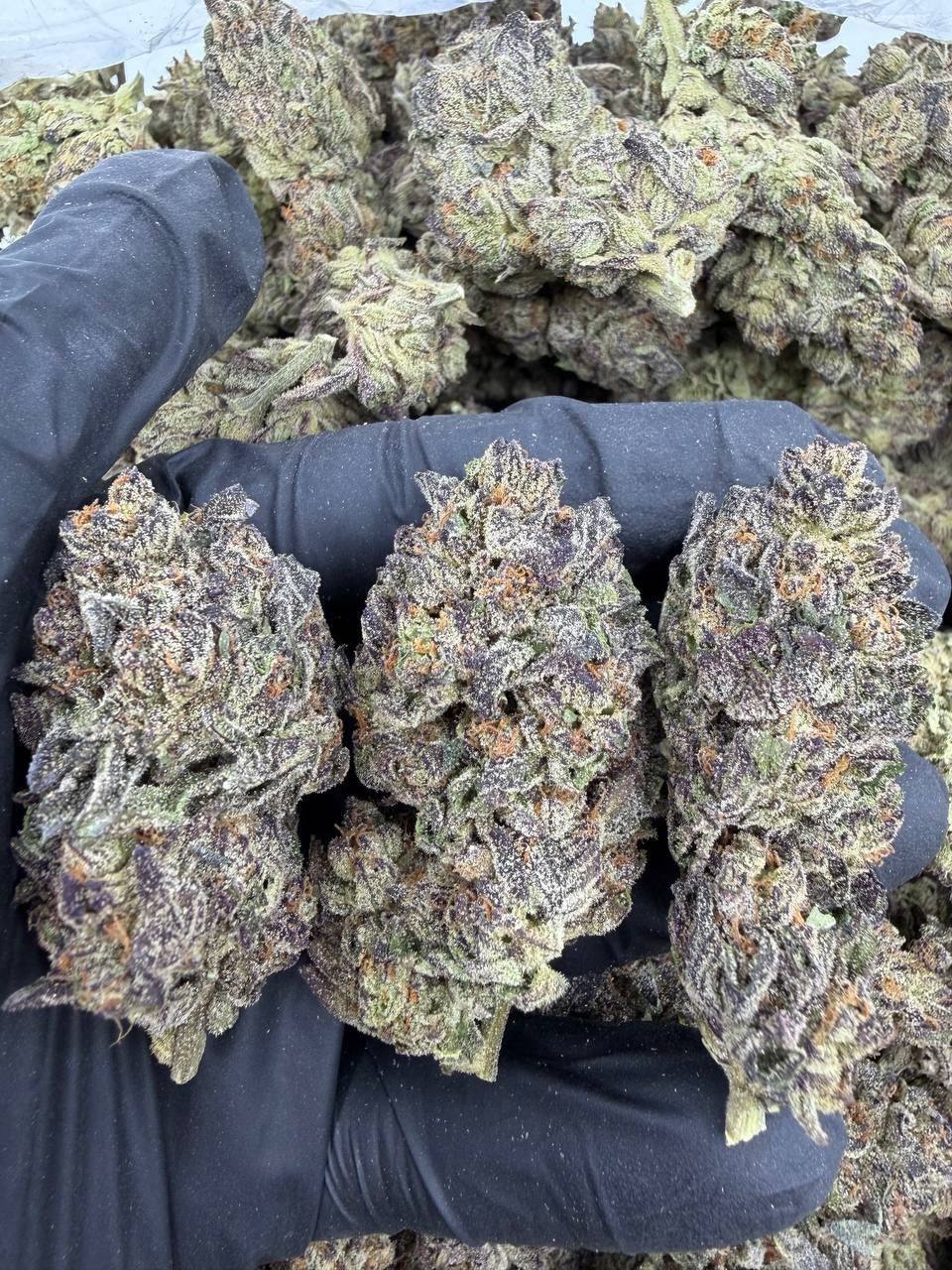 CADILLAC RAINBOW MIXLIGHTS 🍇🔥