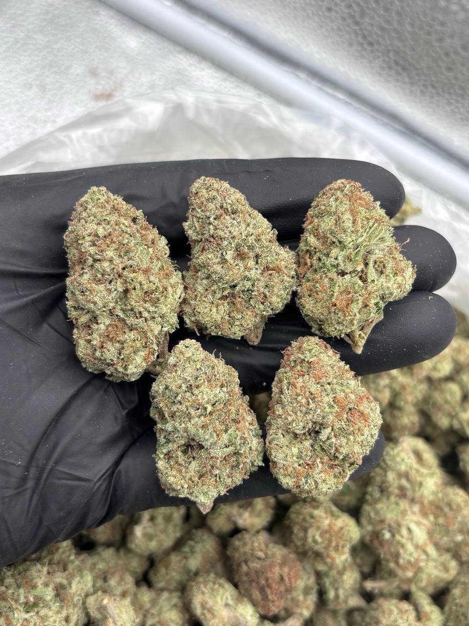 PEANUT BUTTER CUP MIXLIGHTS 🥜🔥