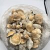 APE MUSHROOMS