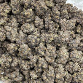 MIDNIGHT JELLIEZ INDOORS 🪼🔥