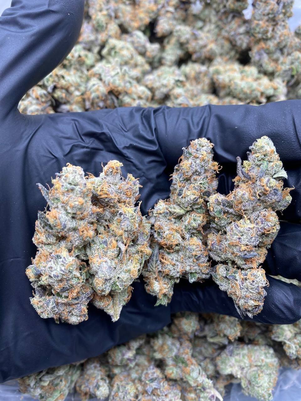 GMO INDOORS ⛽️ - Image 2