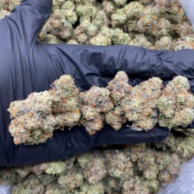 KING LOUIE OG INDOORS 🤴⛽️