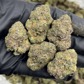 ANIMAL SMACKERS INDOORS 🙈🔥